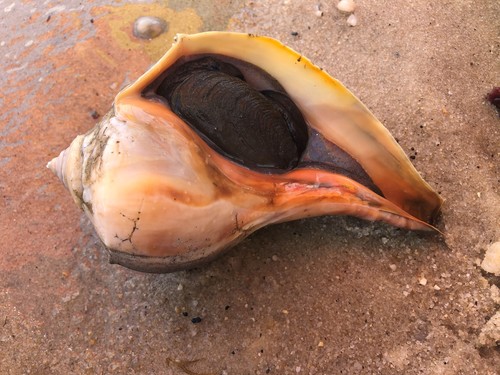 Knobbed Whelk