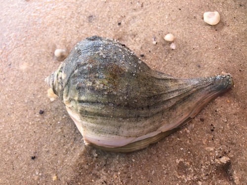 Knobbed Whelk