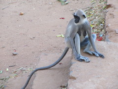 Semnopithecus priam thersites