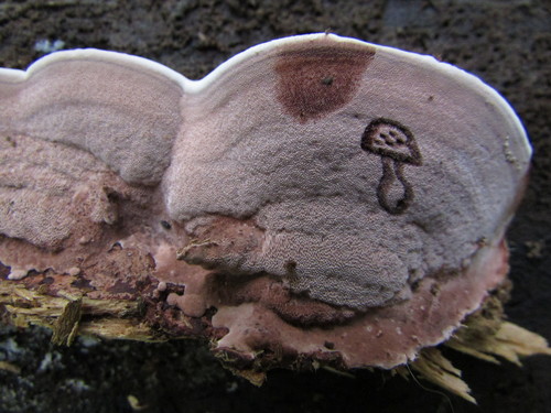 Nigroporus vinosus