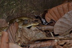 Madagascarophis colubrinus