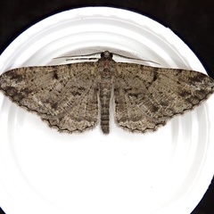 Peribatodes rhomboidaria