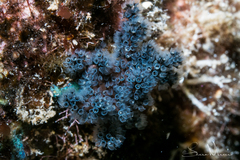 Entoprocta
