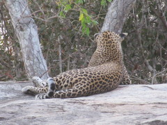 Panthera pardus kotiya