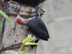 Melanerpes aurifrons