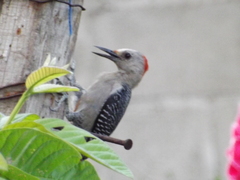 Melanerpes aurifrons