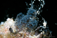 Entoprocta
