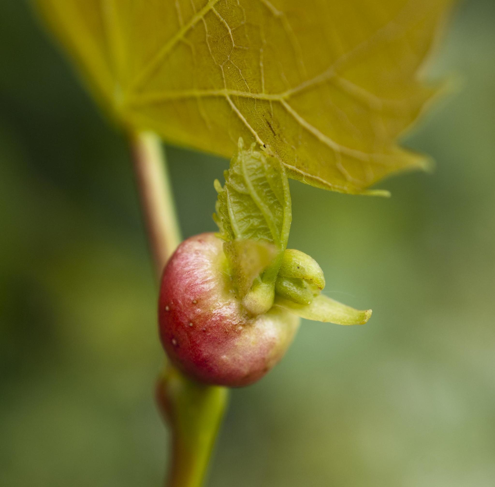 Contarinia