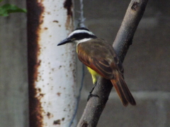 Pitangus sulphuratus