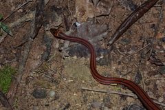 Pseudoxyrhopus tritaeniatus