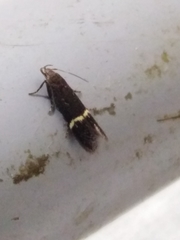 Aproaerema cinctella