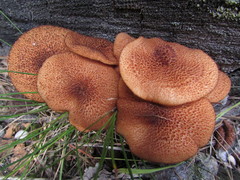 Tricholomopsis formosa
