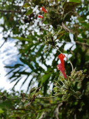 Iochroma fuchsioides