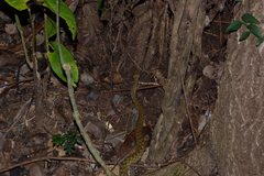 Madagascarophis colubrinus