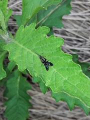 Macrostemum hyalinum