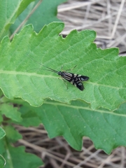 Macrostemum hyalinum