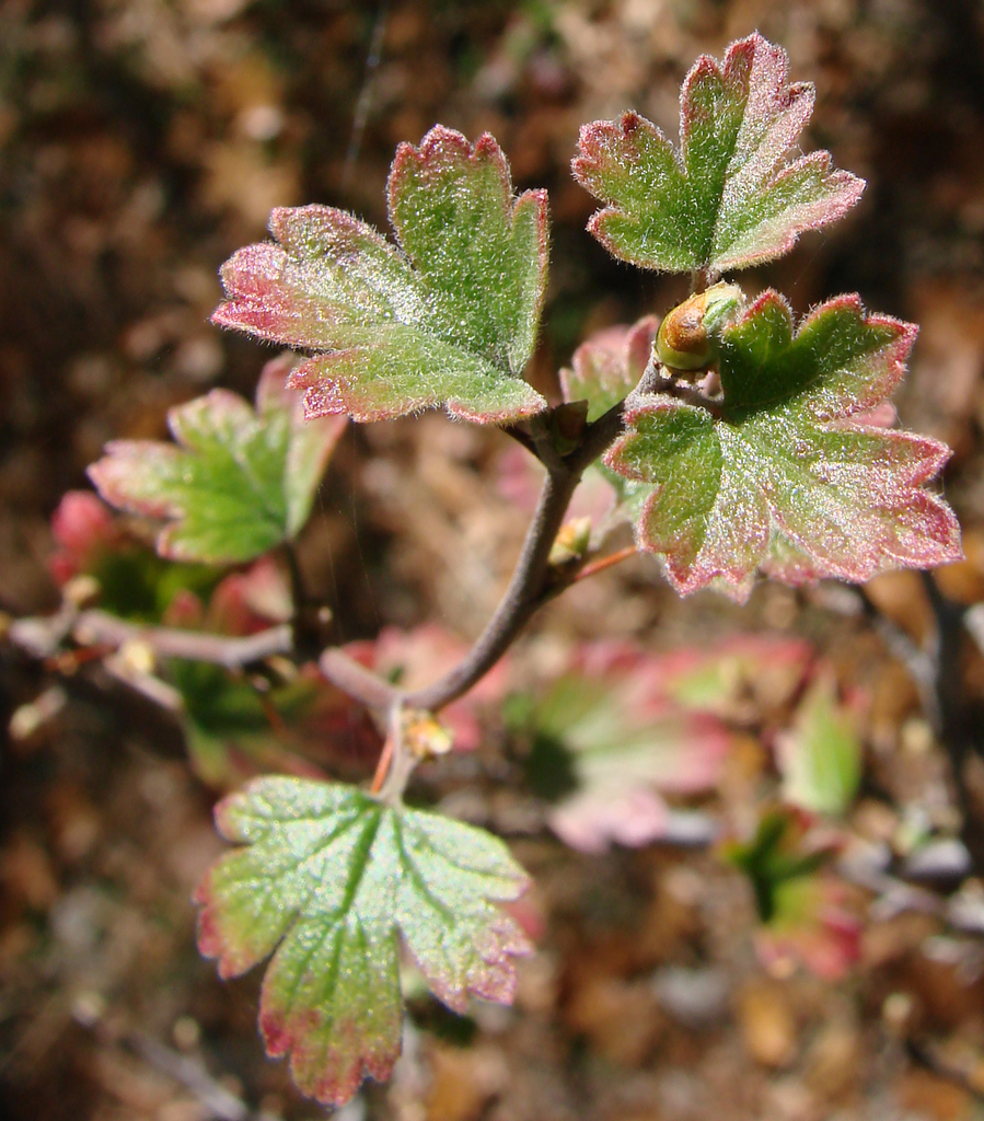 Sierra Gooseberry (Ribes roezlii) - Botanical Realm