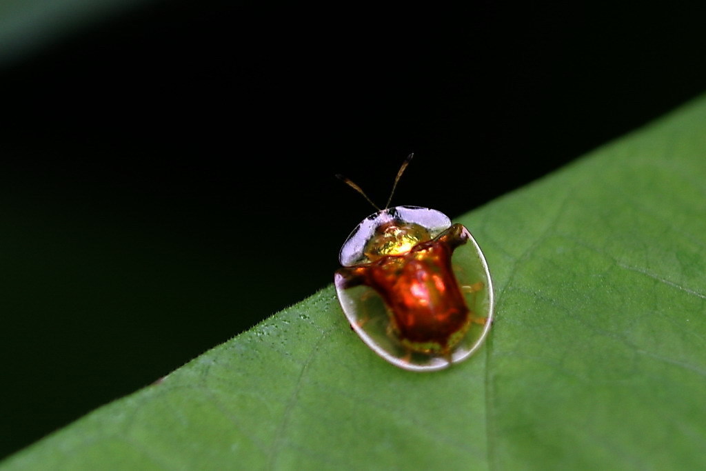 Furcated Tortoise Beetle