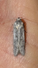 Catabena lineolata
