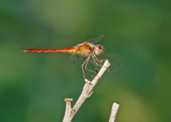 Sympetrum vicinum
