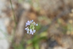 Gilia capitata abrotanifolia