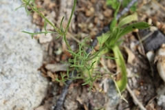 Gilia capitata abrotanifolia