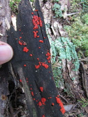 Tulasnella aurantiaca