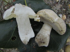 Xanthoconium stramineum
