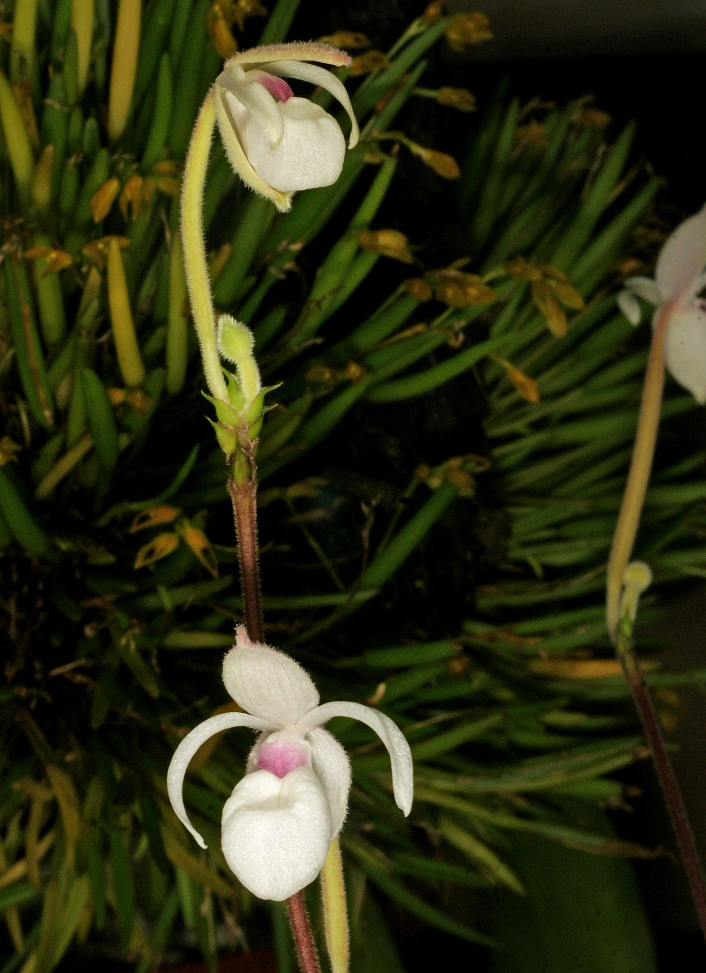 Mexipedium xerophyticum - Paph Paradise