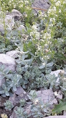 Linaria tonzigii