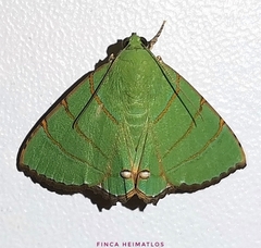 Eulepidotis viridissima