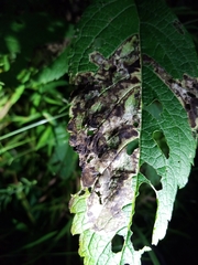 Pterygota