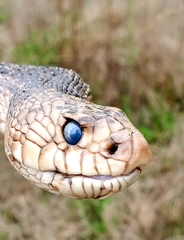 Pituophis melanoleucus mugitus