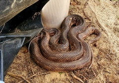 Pituophis melanoleucus mugitus