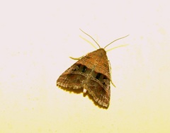 Ozarba punctigera