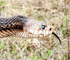 Pituophis melanoleucus mugitus