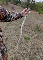 Pituophis melanoleucus mugitus