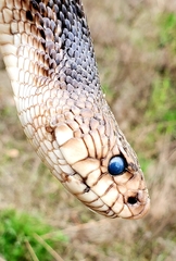 Pituophis melanoleucus mugitus