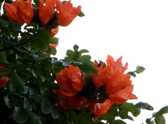 Spathodea campanulata