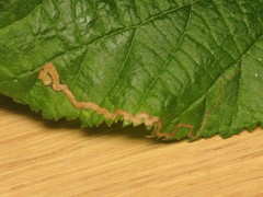 Stigmella floslactella