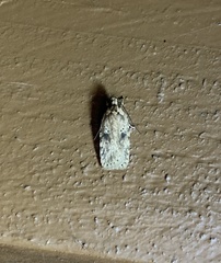 Agonopterix canadensis
