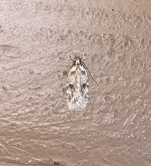 Agonopterix canadensis