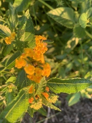 Lantana × hybrida