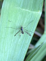 Ptychoptera quadrifasciata