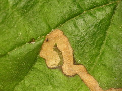 Stigmella floslactella