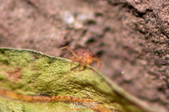 Paratarsotomus macropalpis