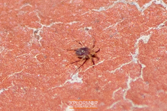 Paratarsotomus macropalpis
