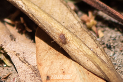 Paratarsotomus macropalpis