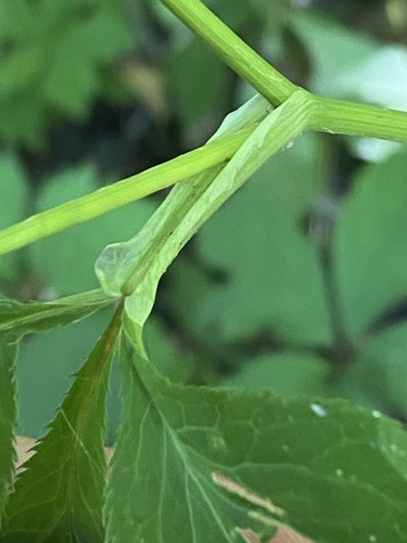Cryptotaenia canadensis