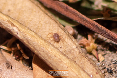 Paratarsotomus macropalpis